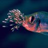 A Little Fish in Deep Water - click to view details